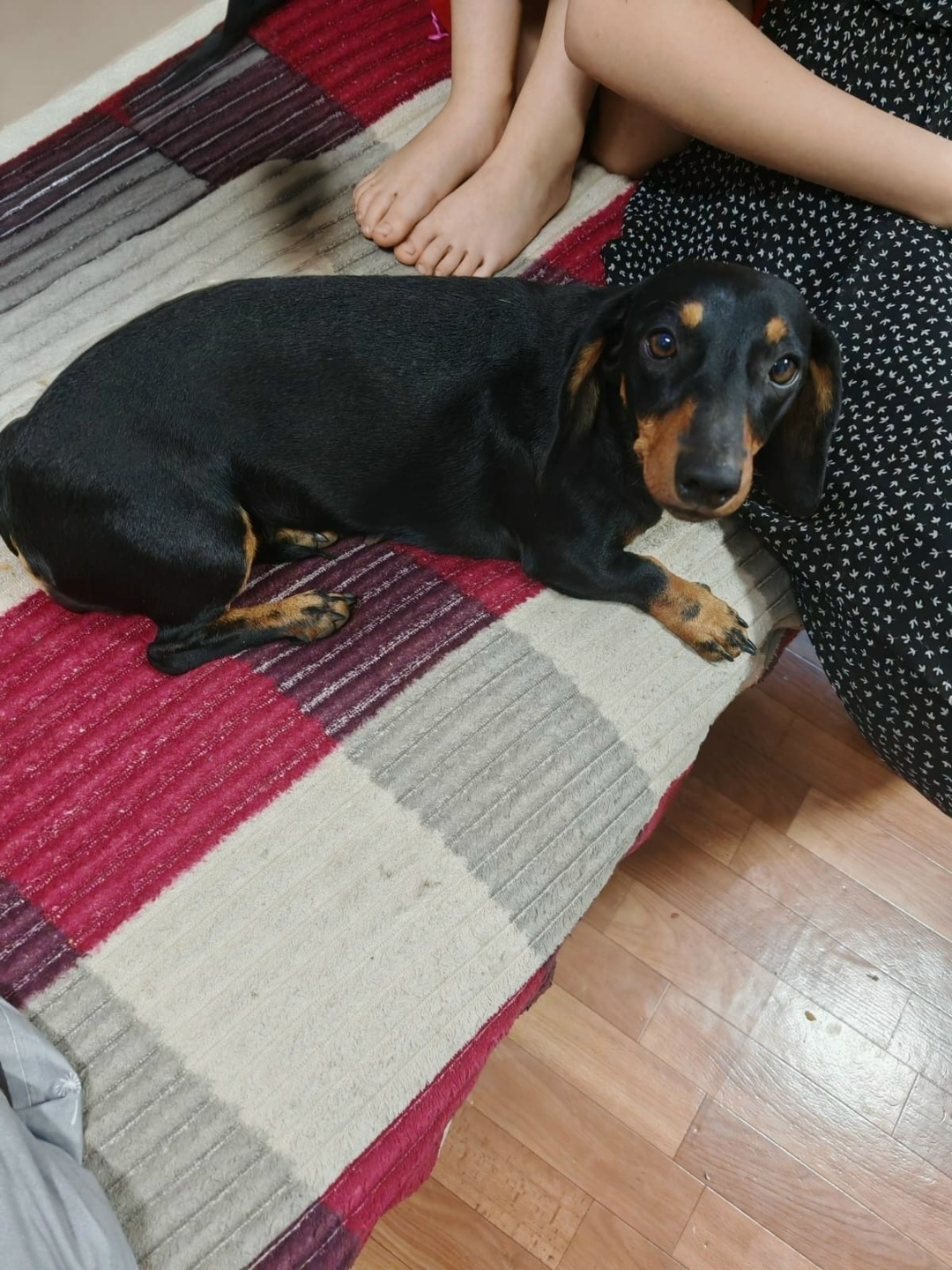 Пропала собака в Электростали — фото объявления