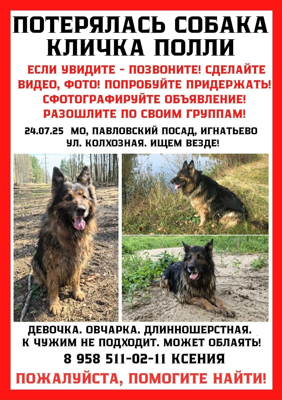 Пропала собака в Электростали — фото объявления