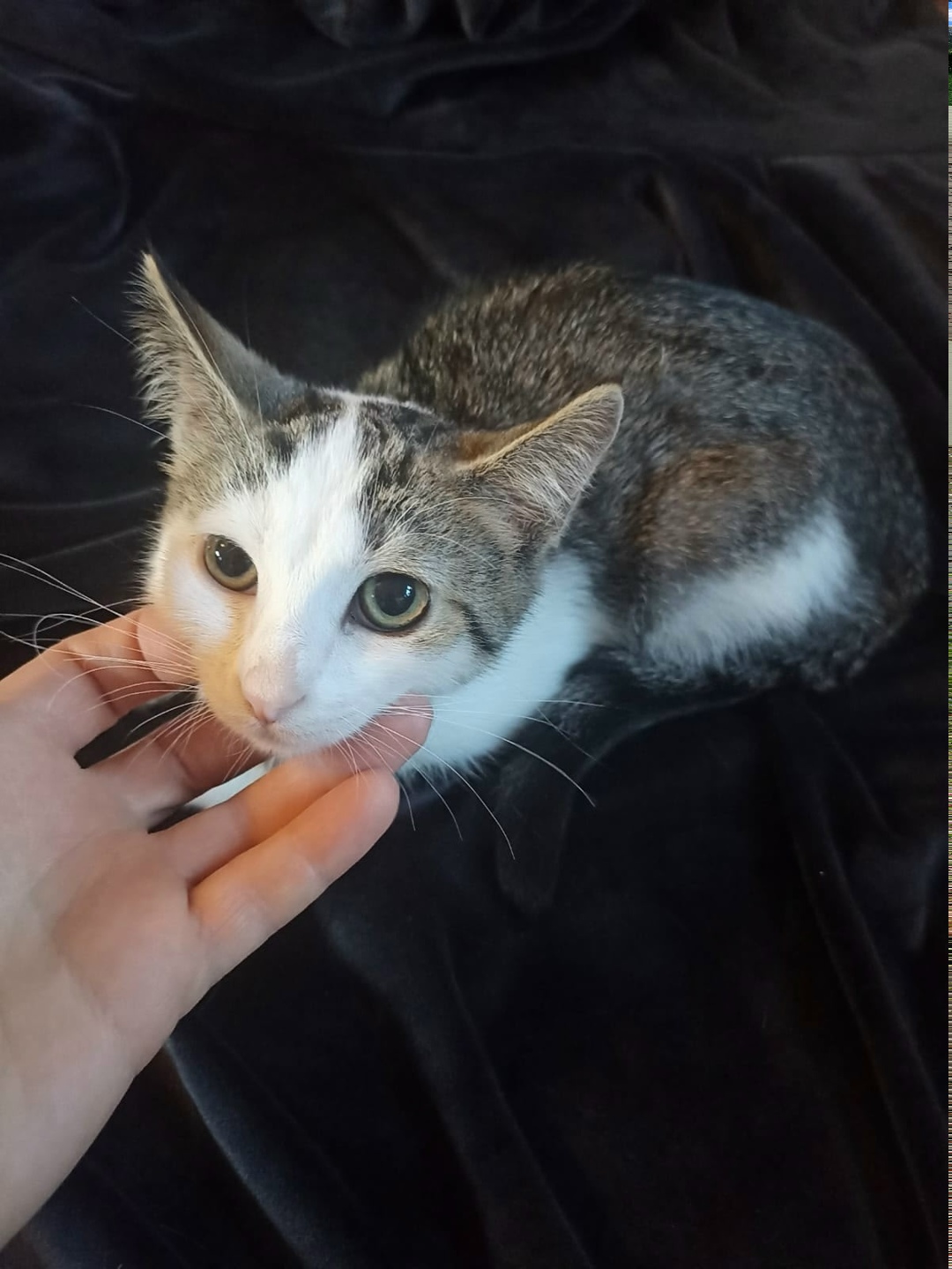 Найдена собака в Электростали — фото объявления