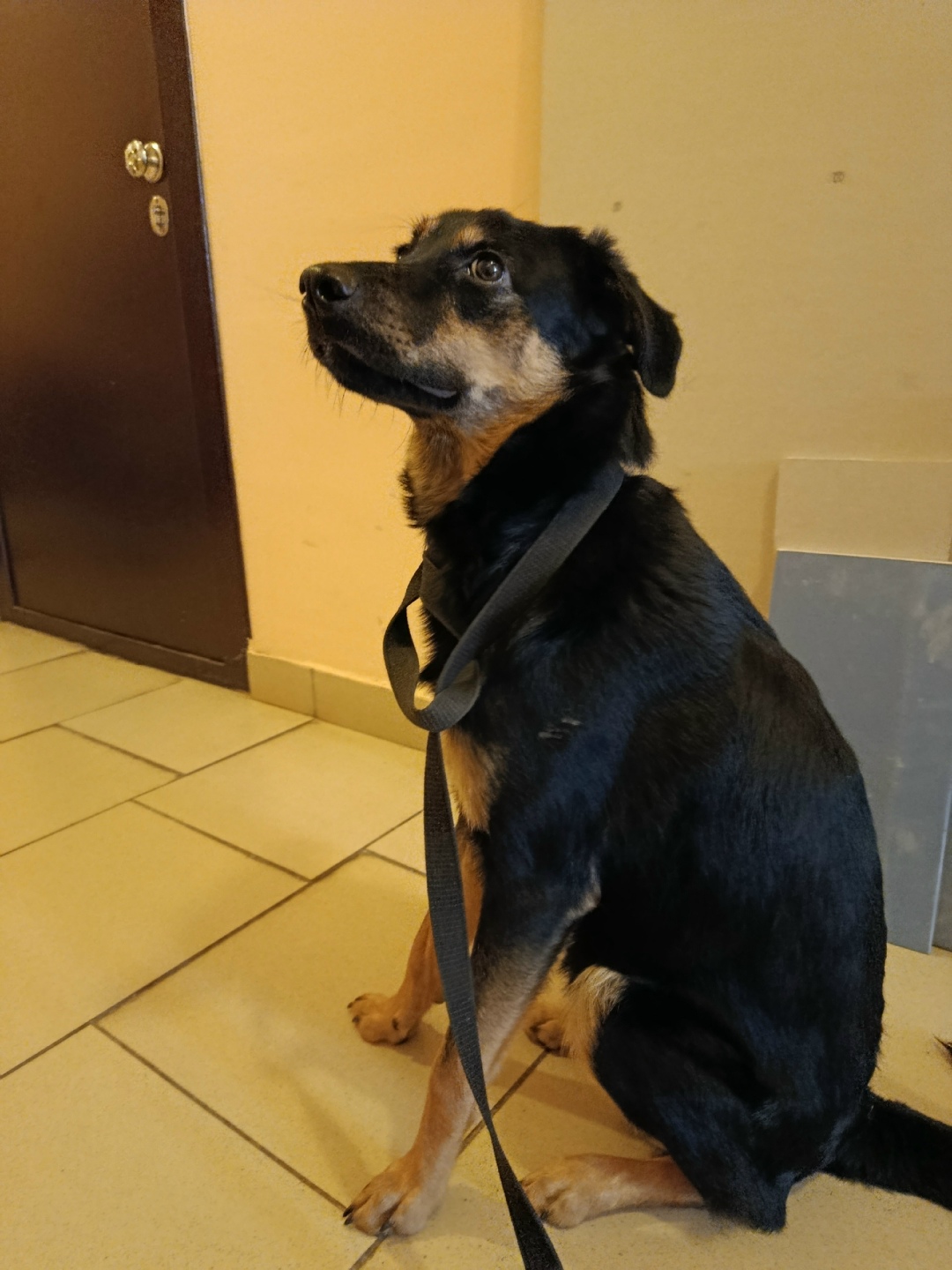 Найдена собака в Электростали — фото объявления