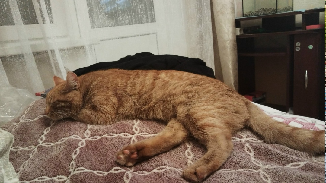 Пропала кошка в Электростали — фото объявления