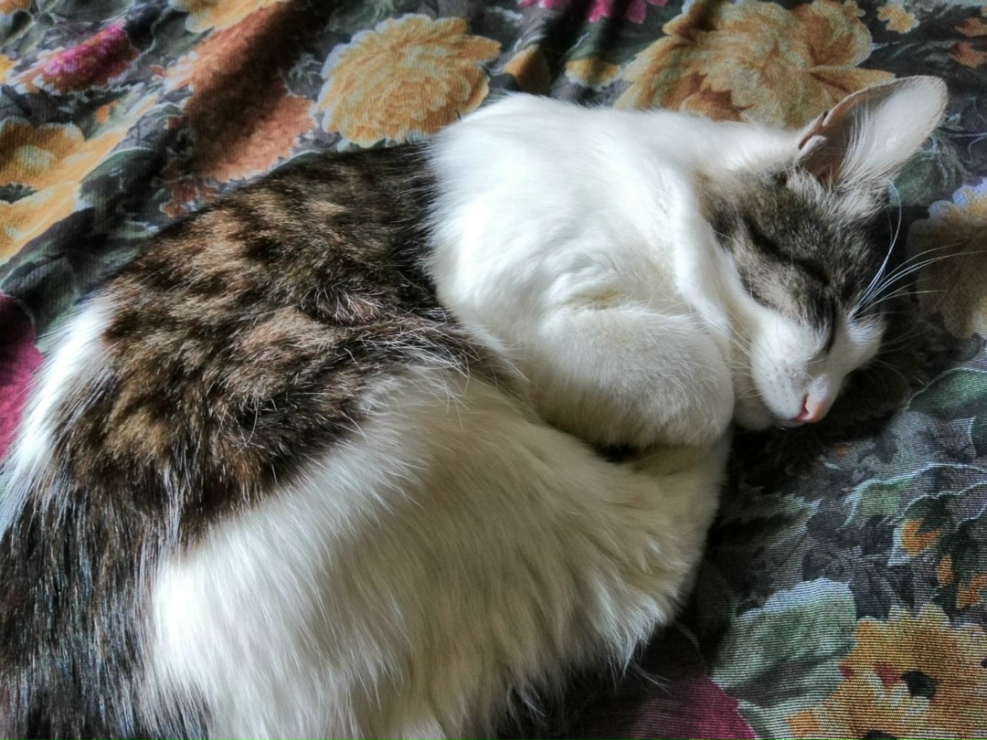 Найдена собака в Электростали — фото объявления