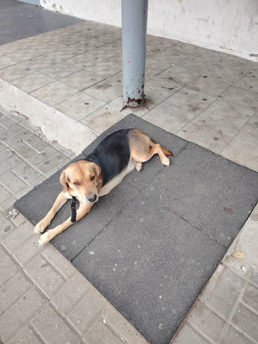 Пропала собака в Электростали — фото объявления