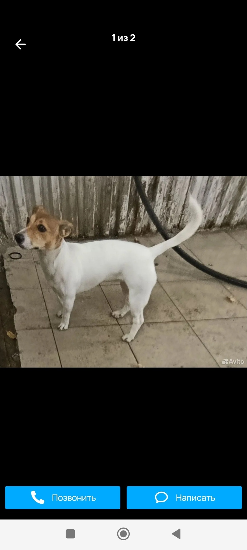 Найдена собака в Электростали — фото объявления