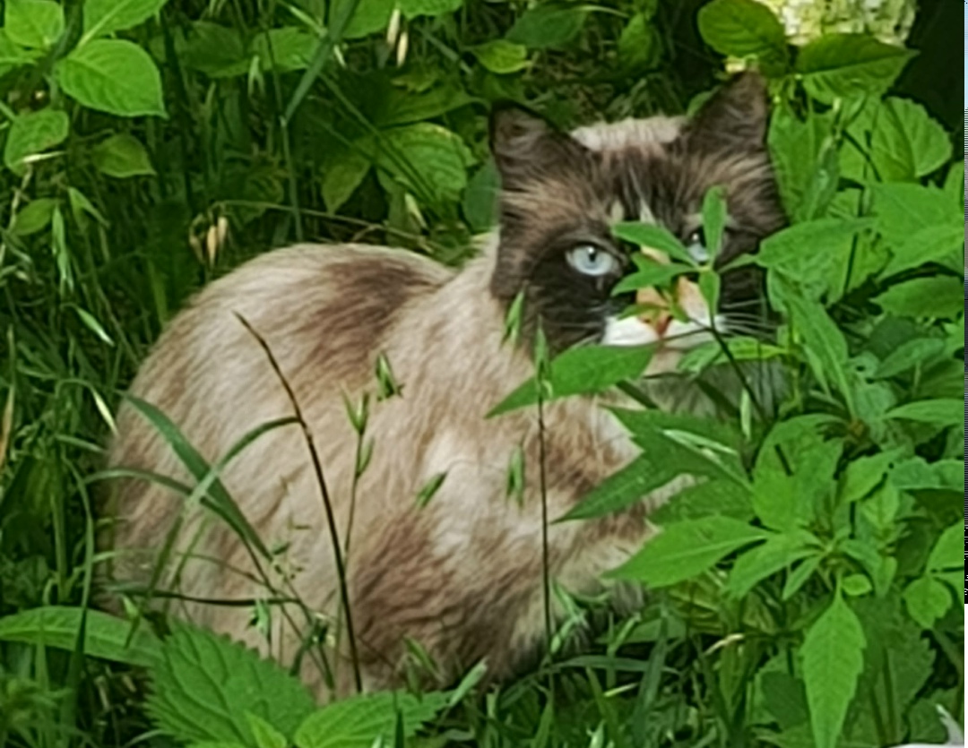 Пропала кошка в Электростали — фото объявления