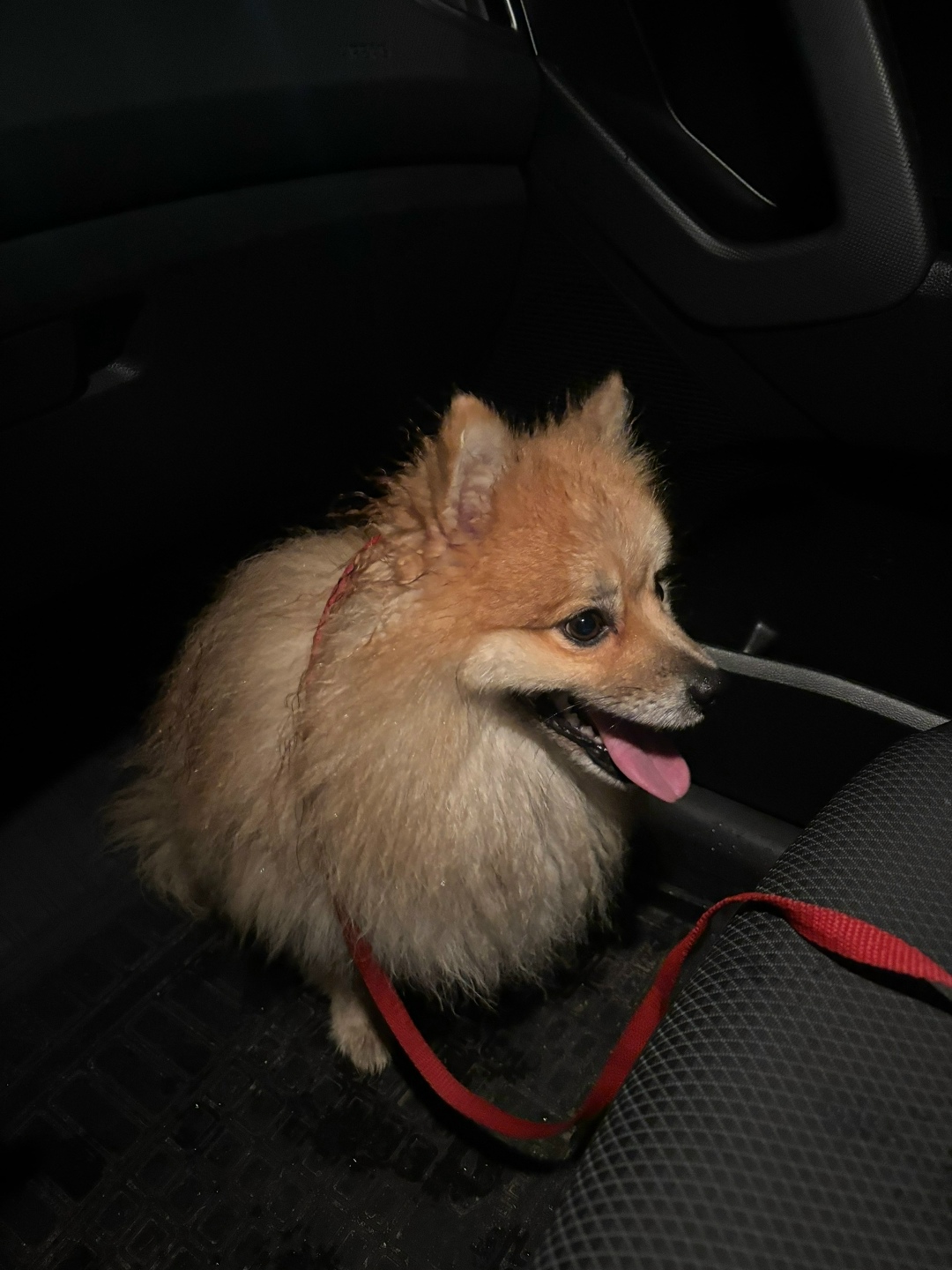 Найдена собака в Электростали — фото объявления