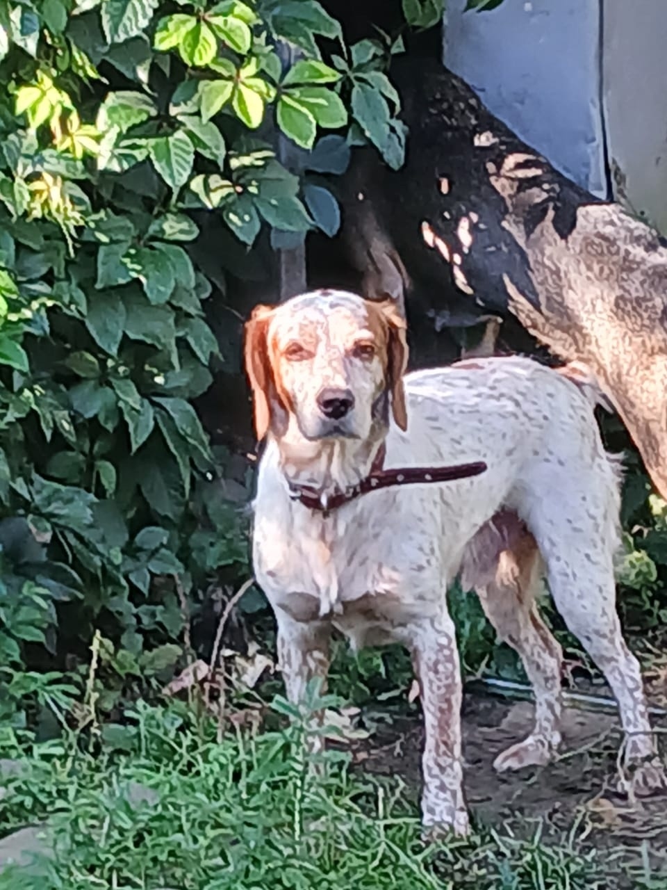 Пропала собака в Электростали — фото объявления