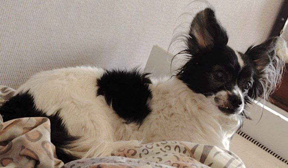 Найдена собака в Электростали — фото объявления