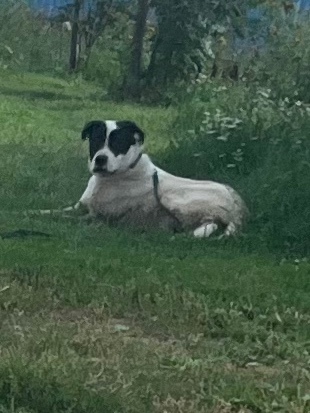 Пропала собака в Электростали — фото объявления