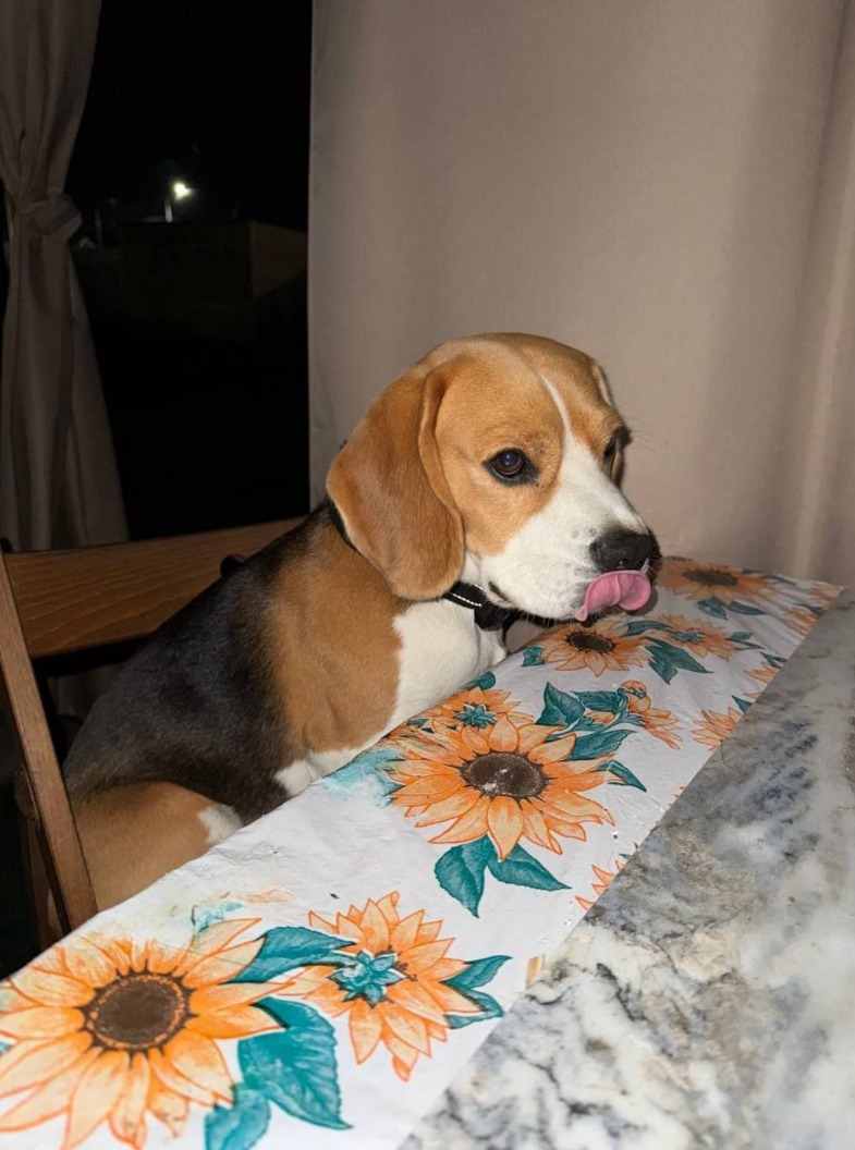 Найдена собака в Тюмени — фото объявления