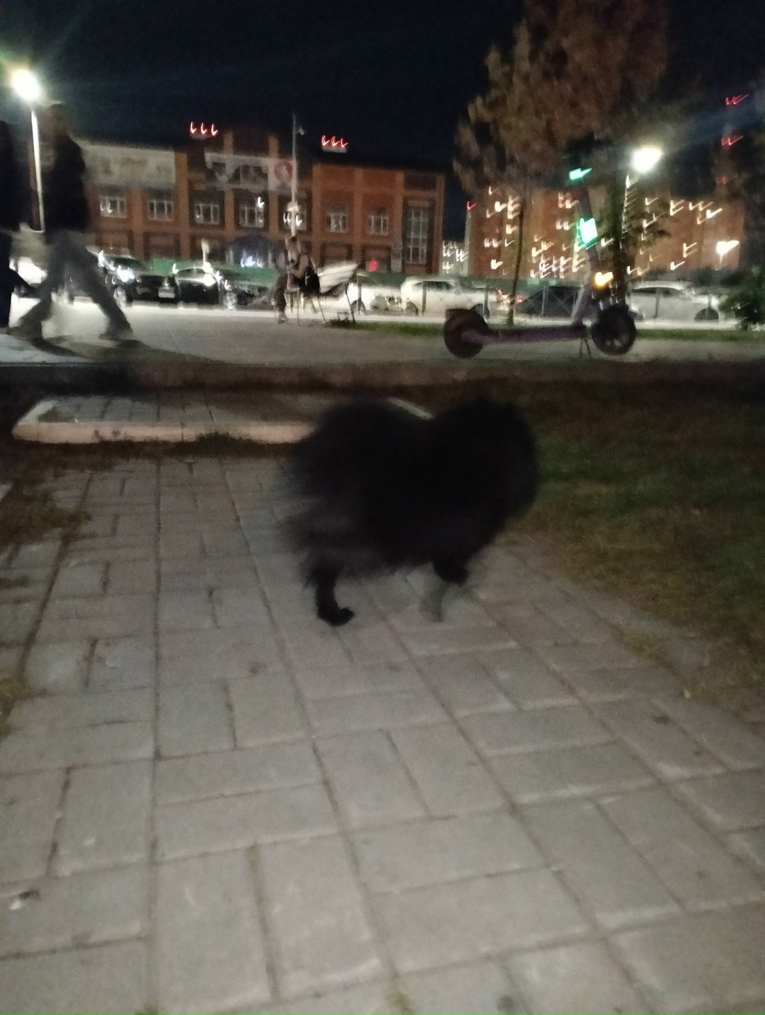 Найдена собака в Тюмени — фото объявления