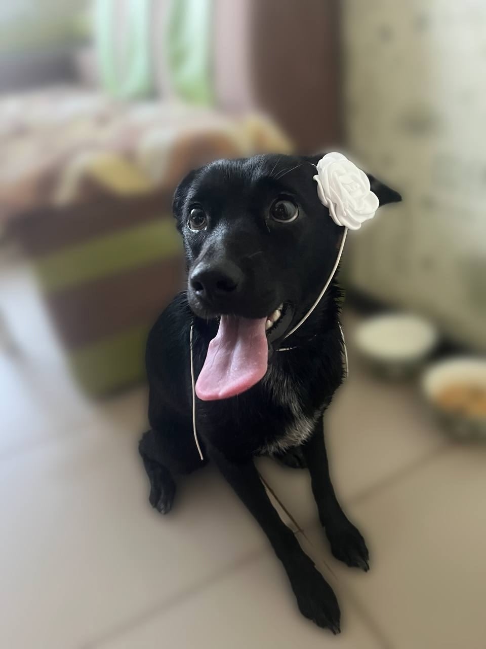 Найдена собака в Тюмени — фото объявления