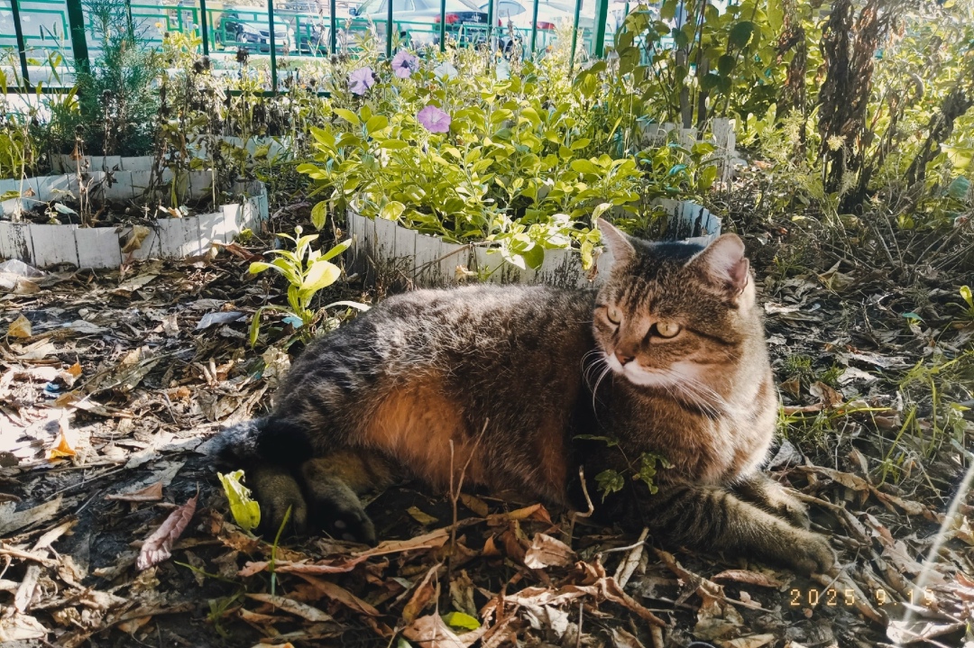 Найдена собака в Тюмени — фото объявления