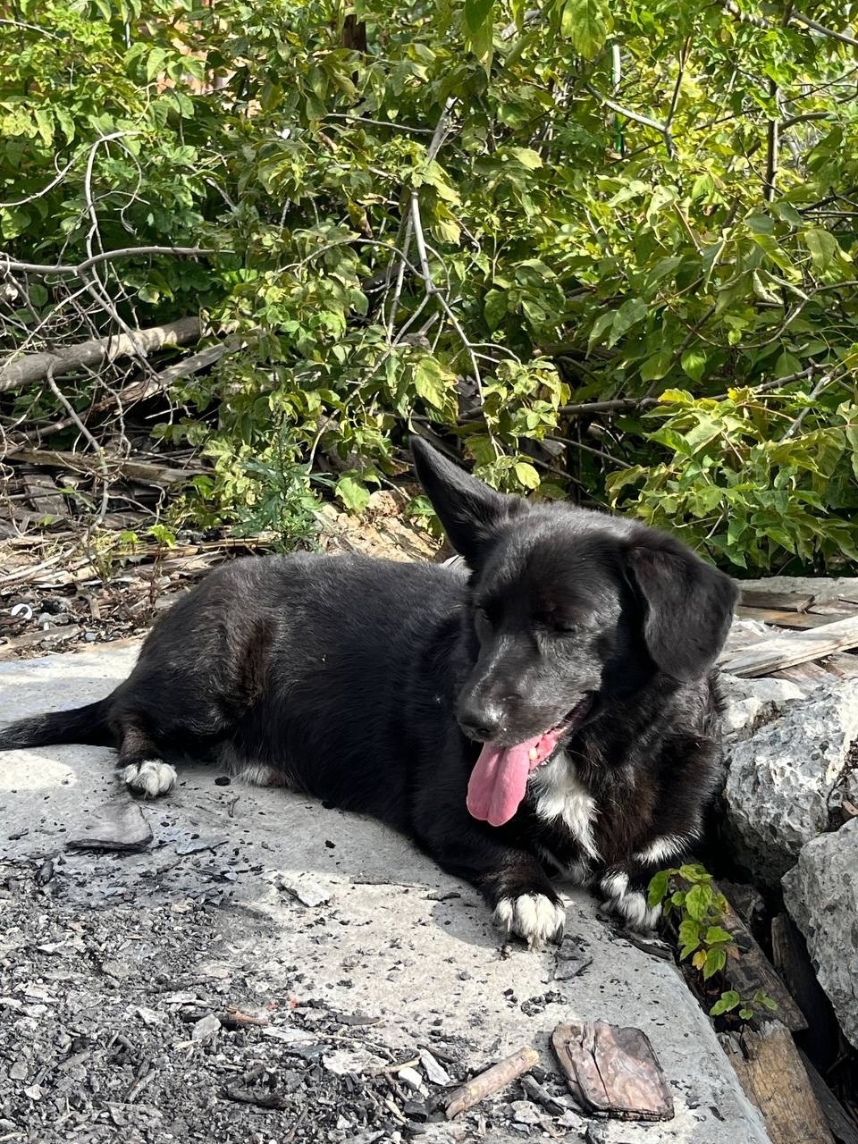 Найдена собака в Тюмени — фото объявления