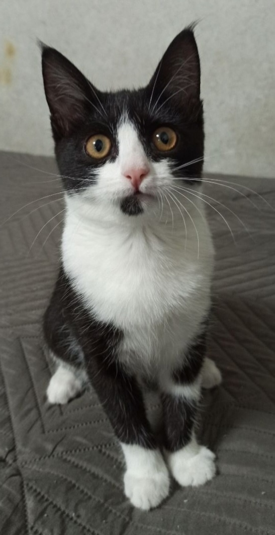 Найдена собака в Тюмени — фото объявления