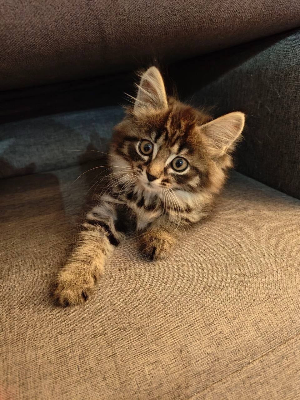 Найдена собака в Тюмени — фото объявления