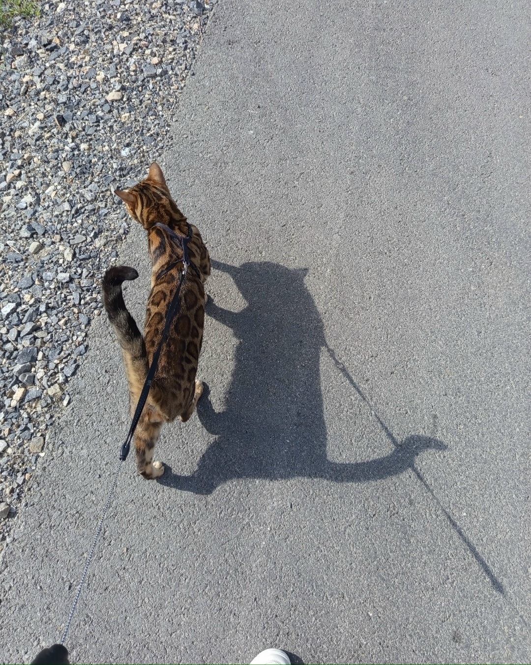 Найдена собака в Тюмени — фото объявления