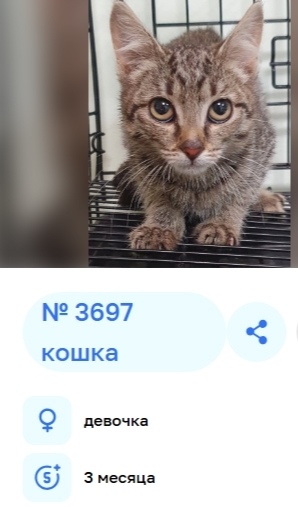 Найдена собака в Тюмени — фото объявления