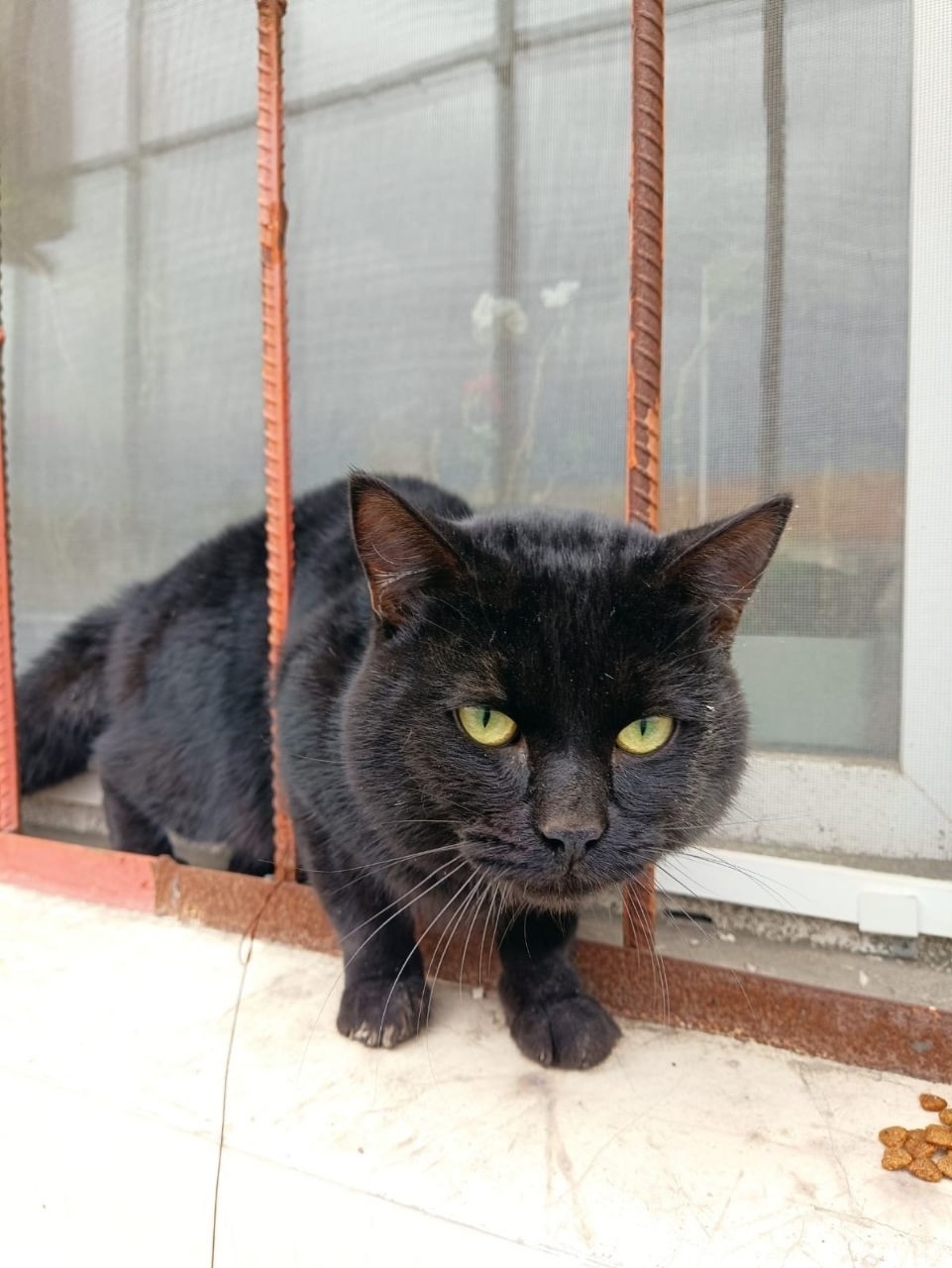 Найдена собака в Тюмени — фото объявления