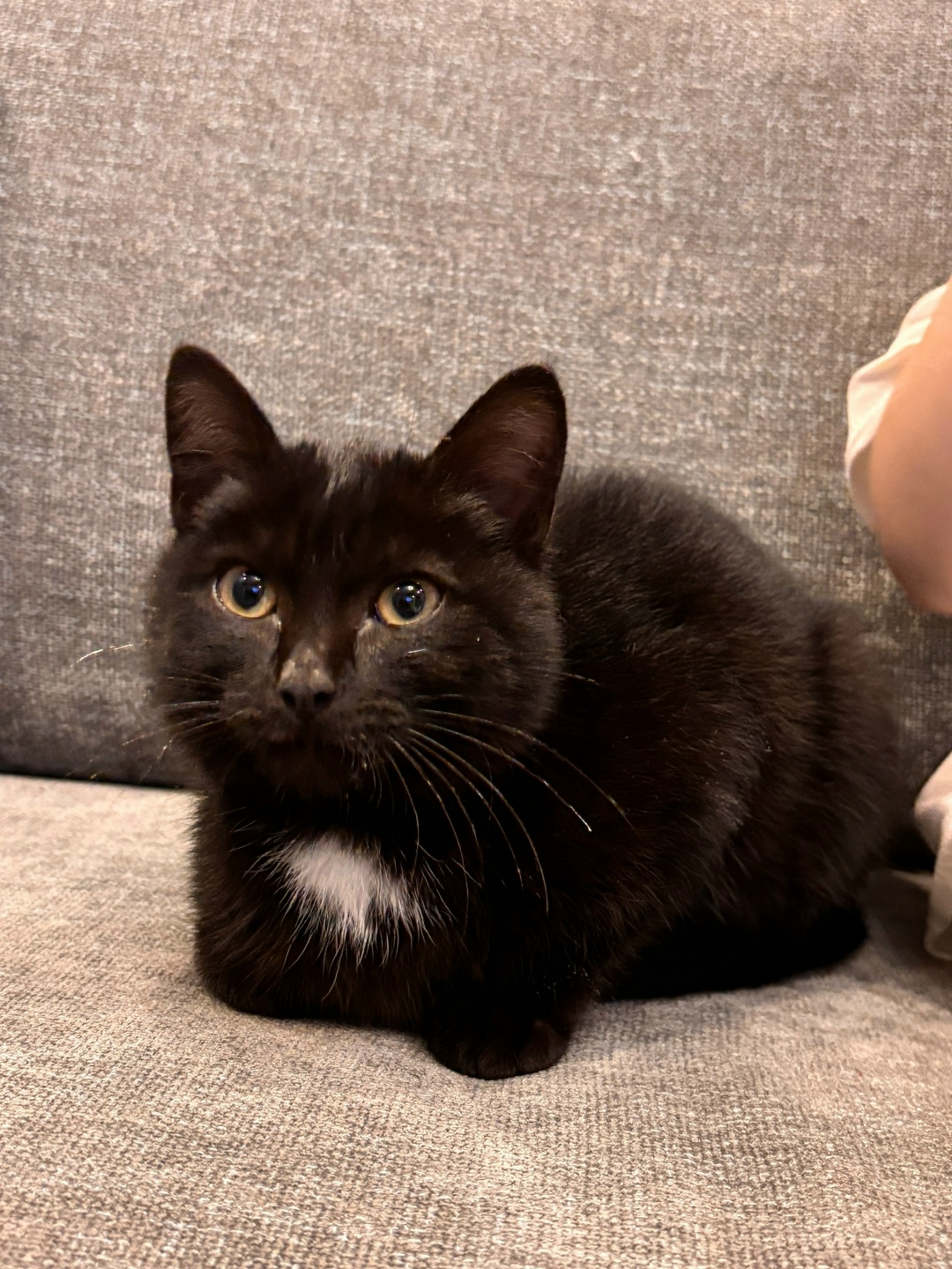 Найдена собака в Тюмени — фото объявления