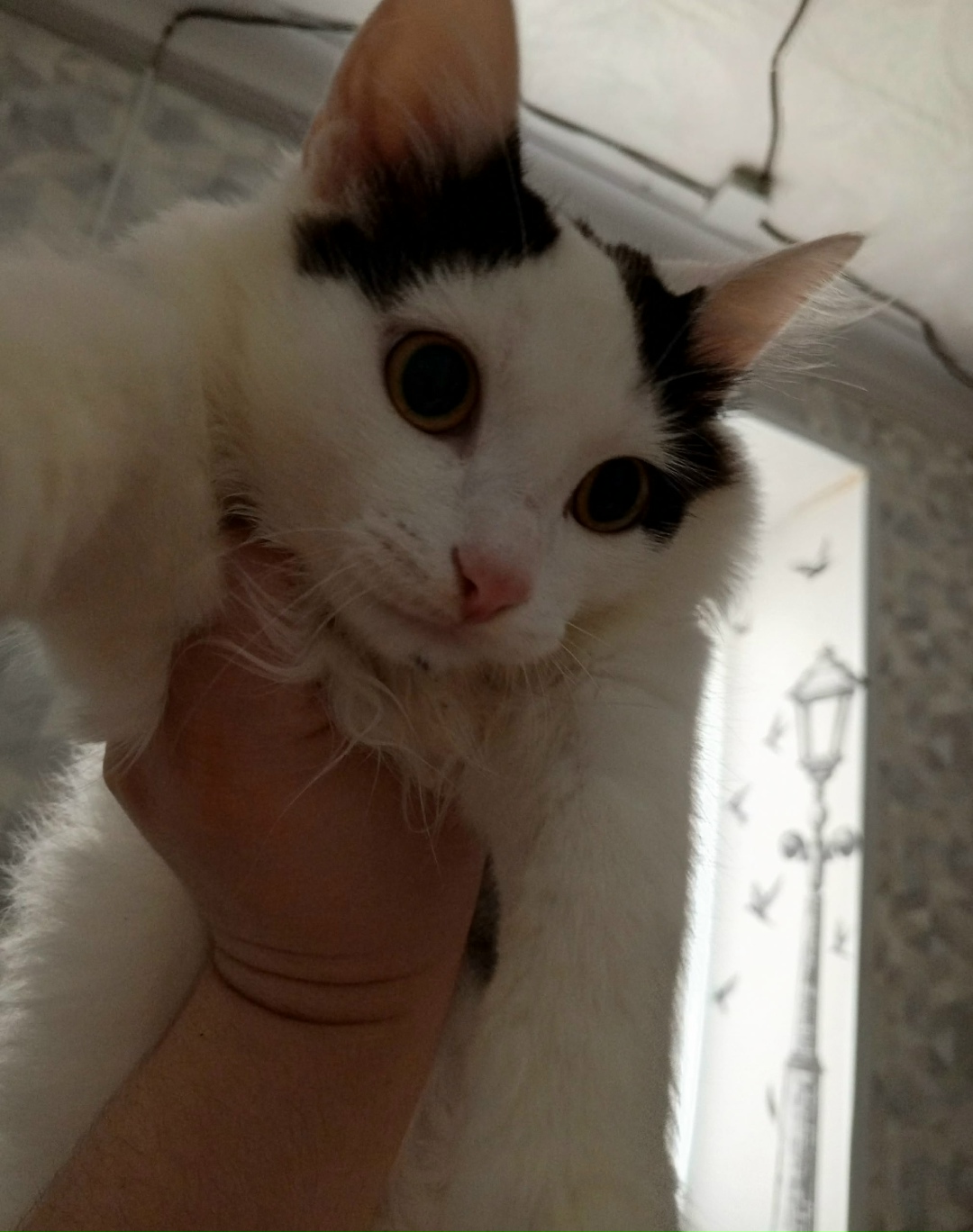 Найдена собака в Тюмени — фото объявления