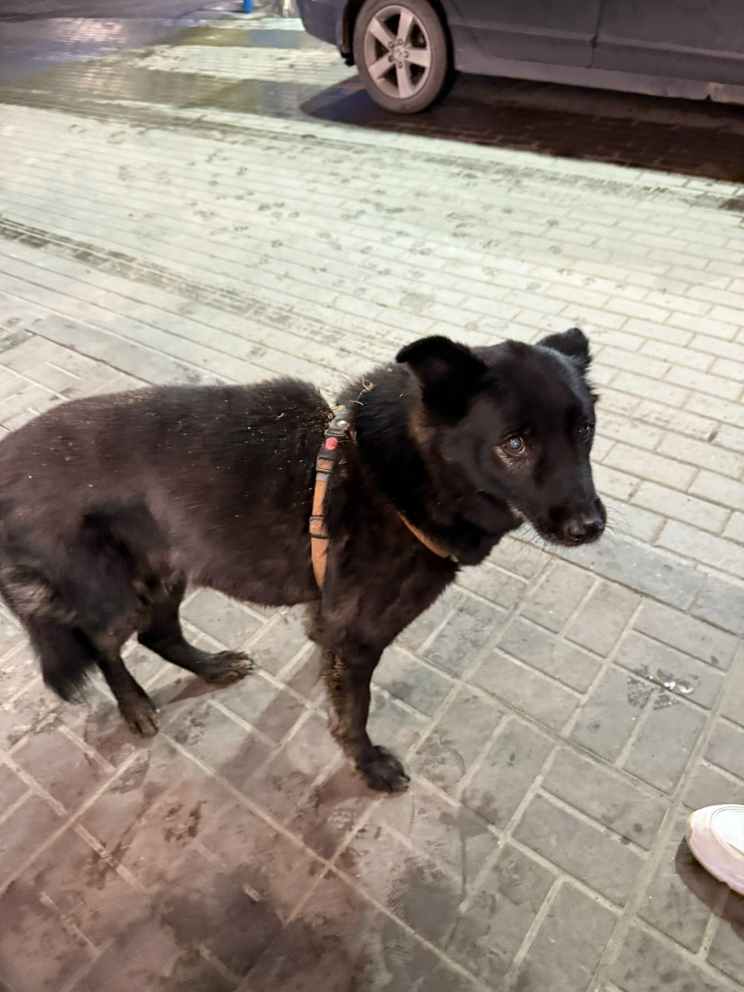 Найдена собака в Тюмени — фото объявления