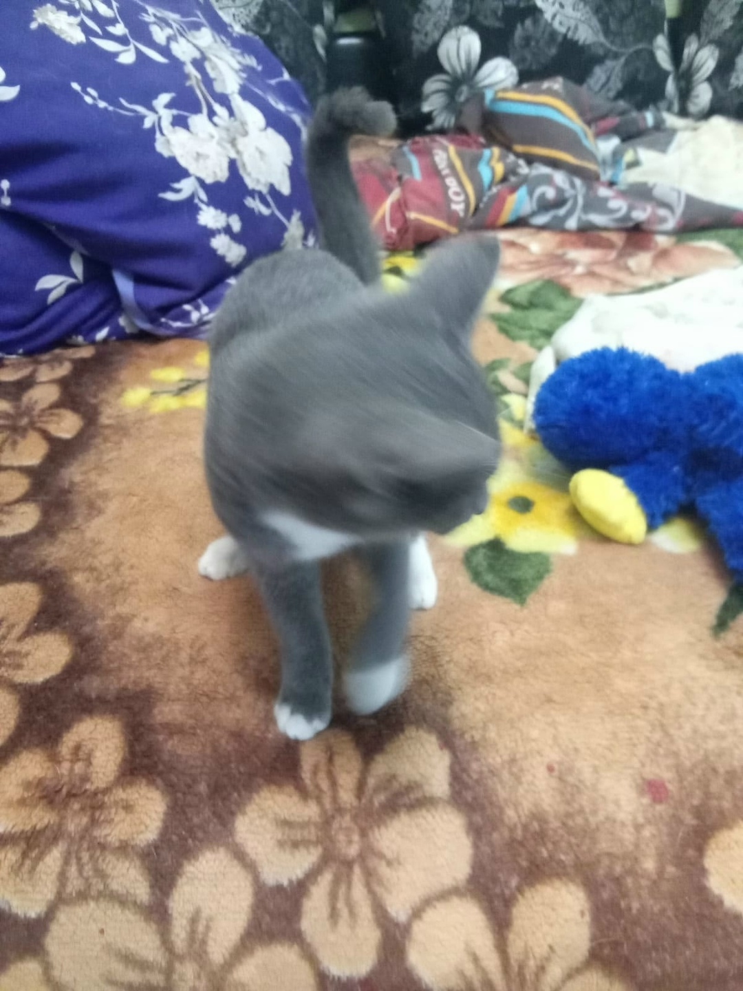 Найдена собака в Тюмени — фото объявления