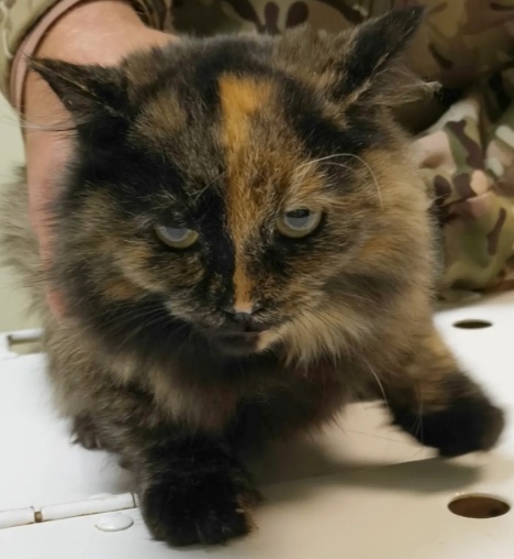 Найдена собака в Тюмени — фото объявления