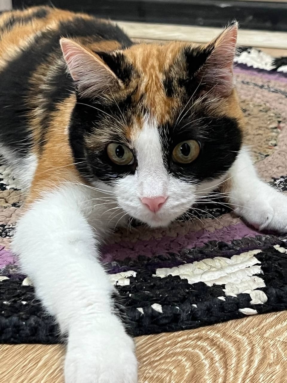 Найдена собака в Тюмени — фото объявления