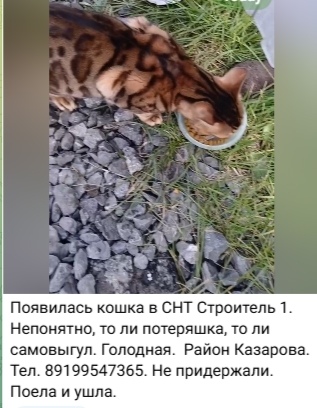 Найдена собака в Тюмени — фото объявления