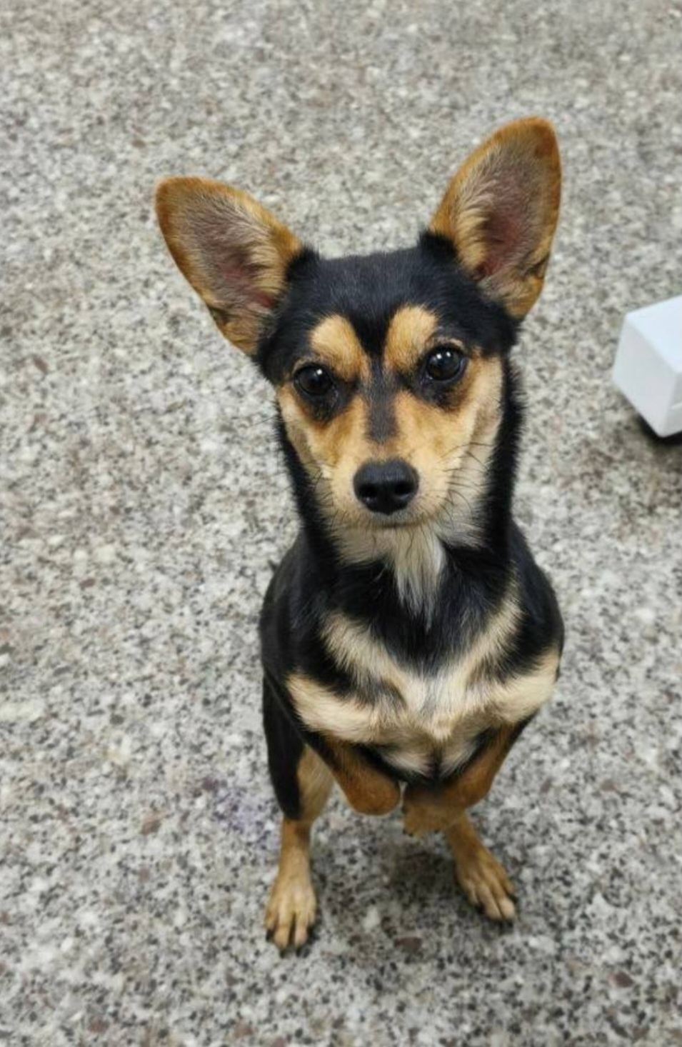 Найдена собака в Тюмени — фото объявления