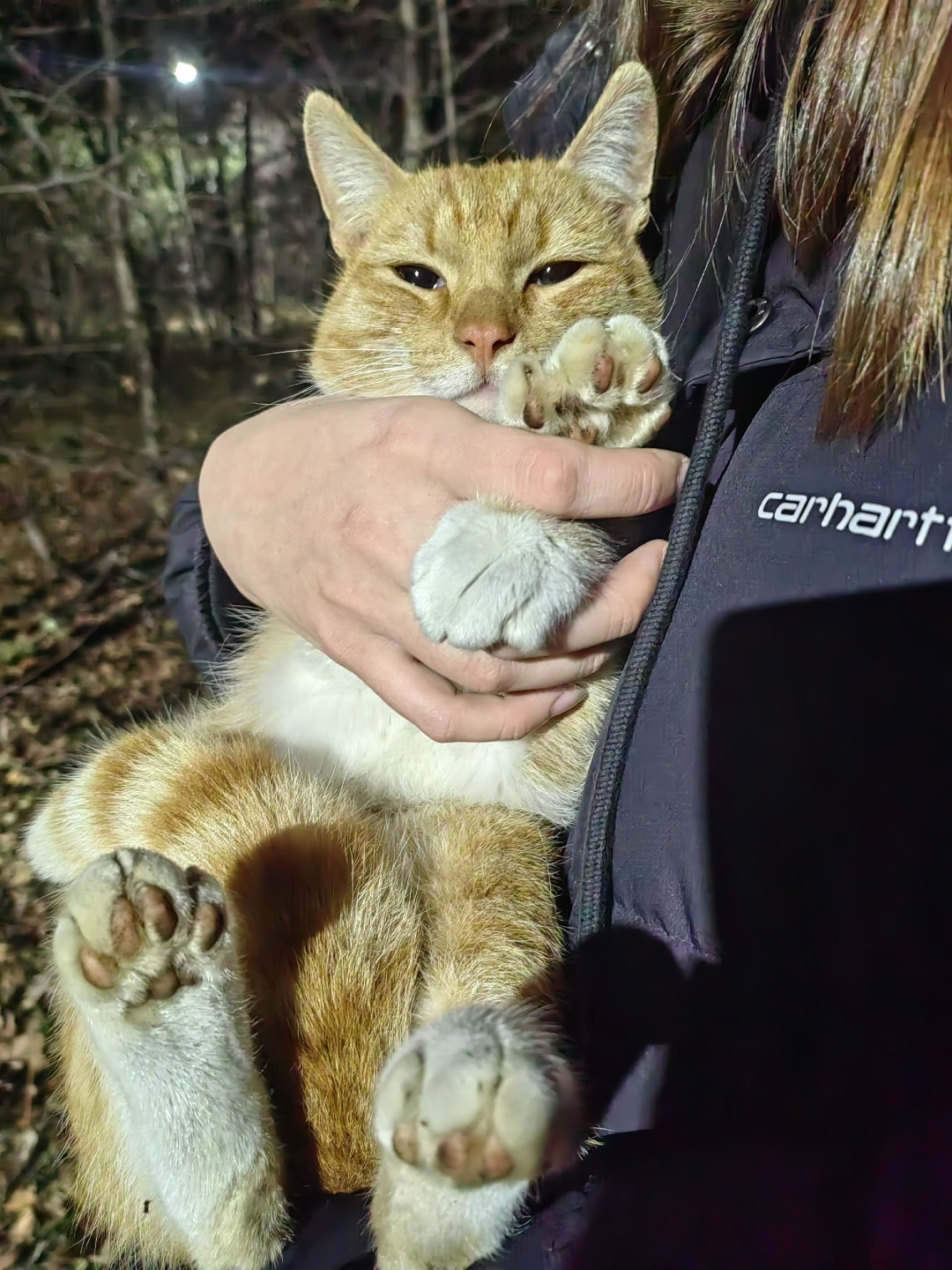 Найдена собака в Тюмени — фото объявления