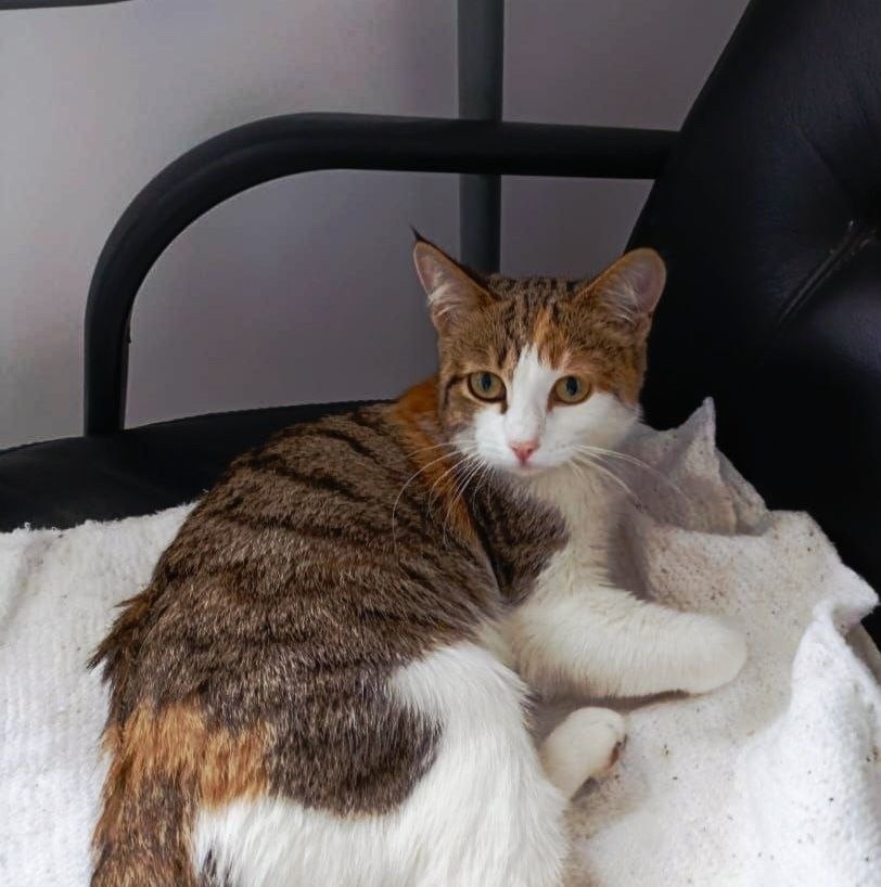 Найдена собака в Тюмени — фото объявления