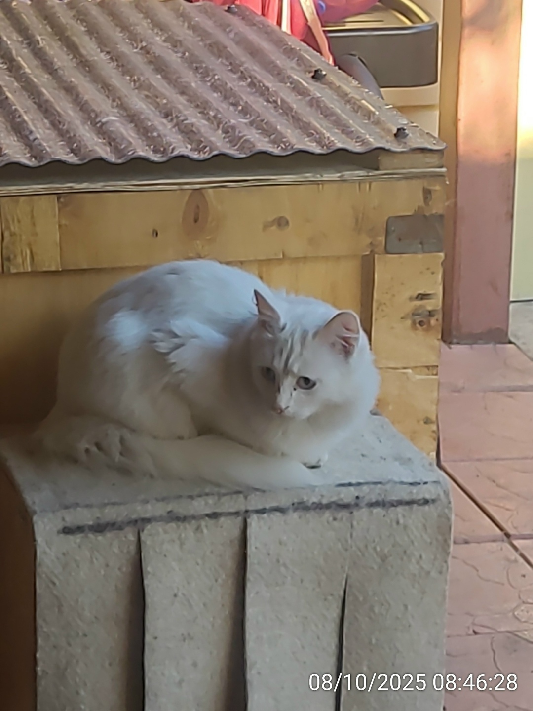 Найдена собака в Тюмени — фото объявления