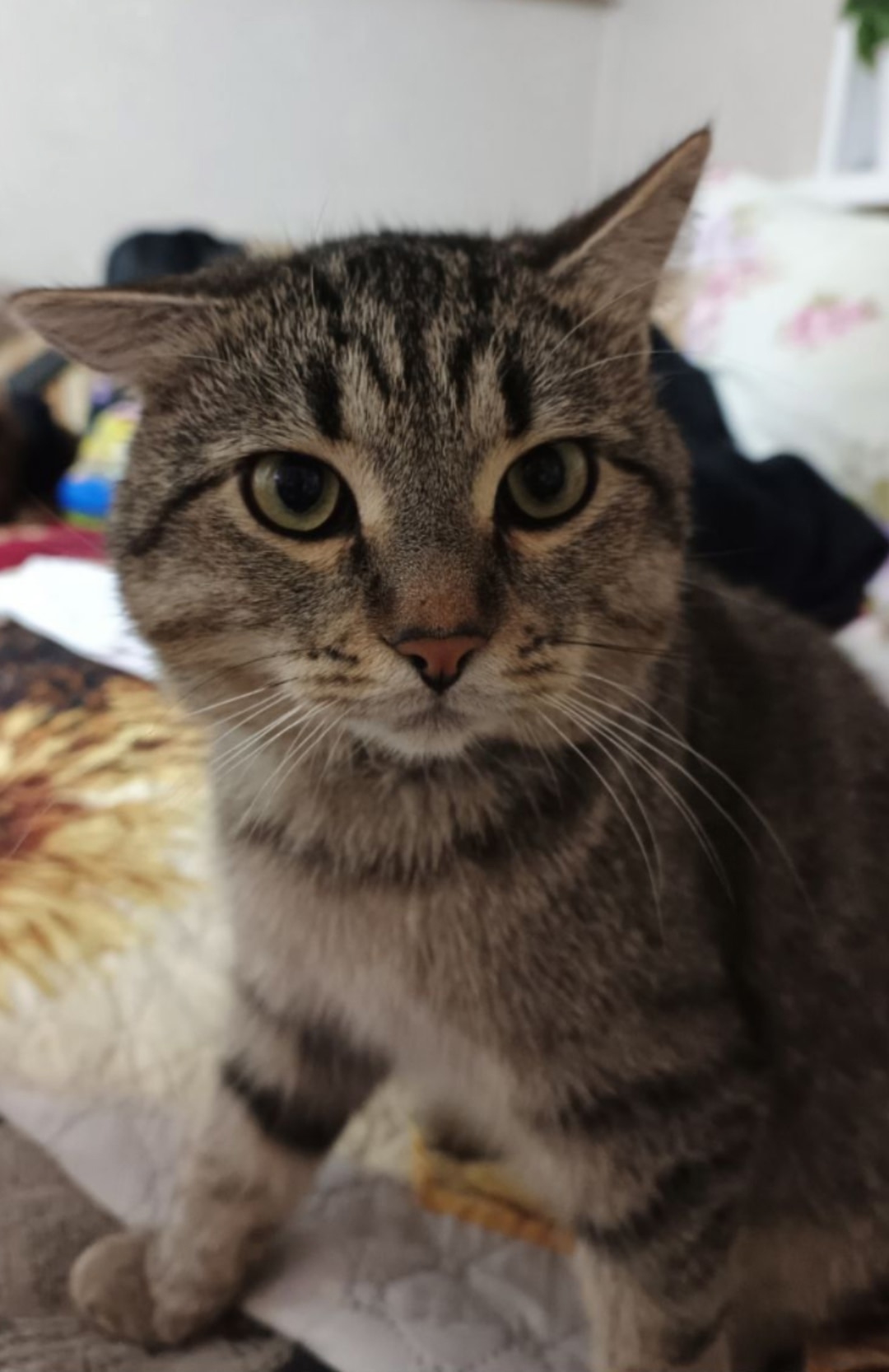 Найдена собака в Тюмени — фото объявления