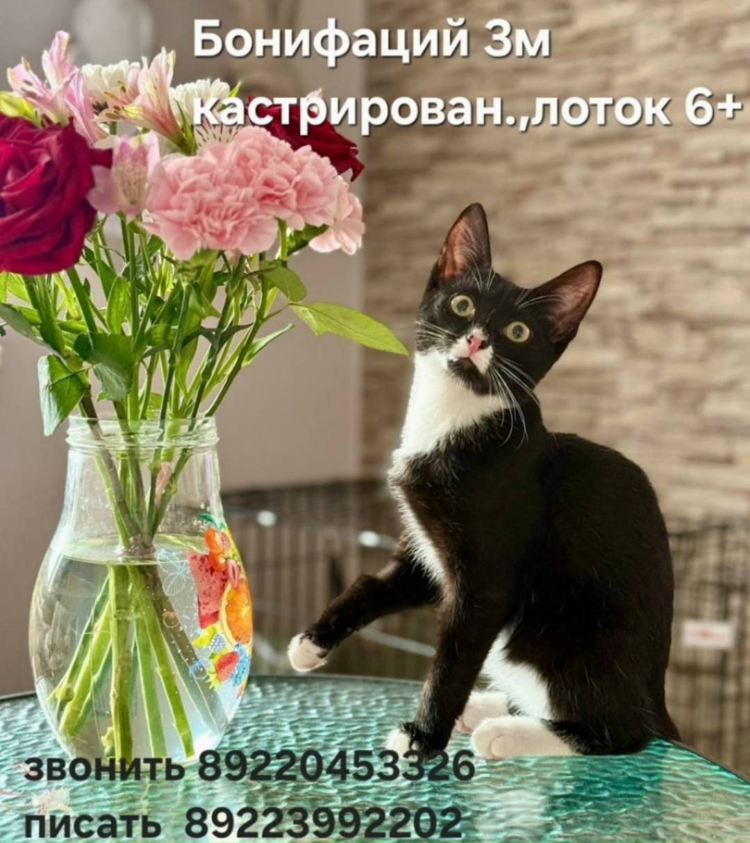 Найдена собака в Тюмени — фото объявления