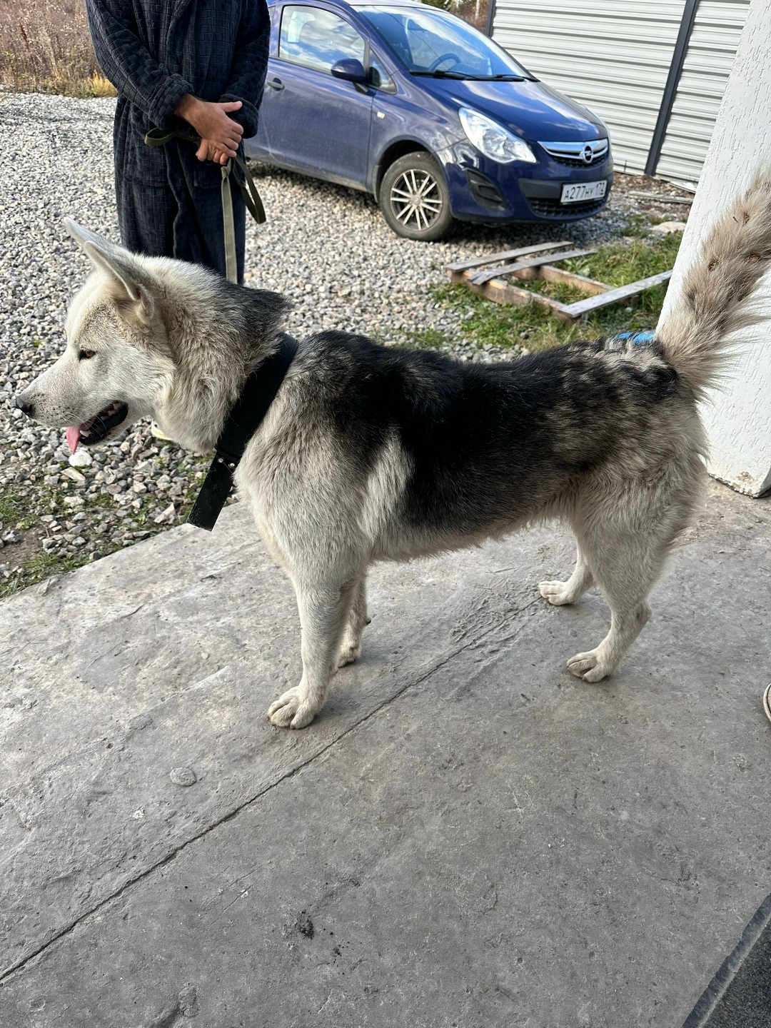 Найдена собака в Тюмени — фото объявления