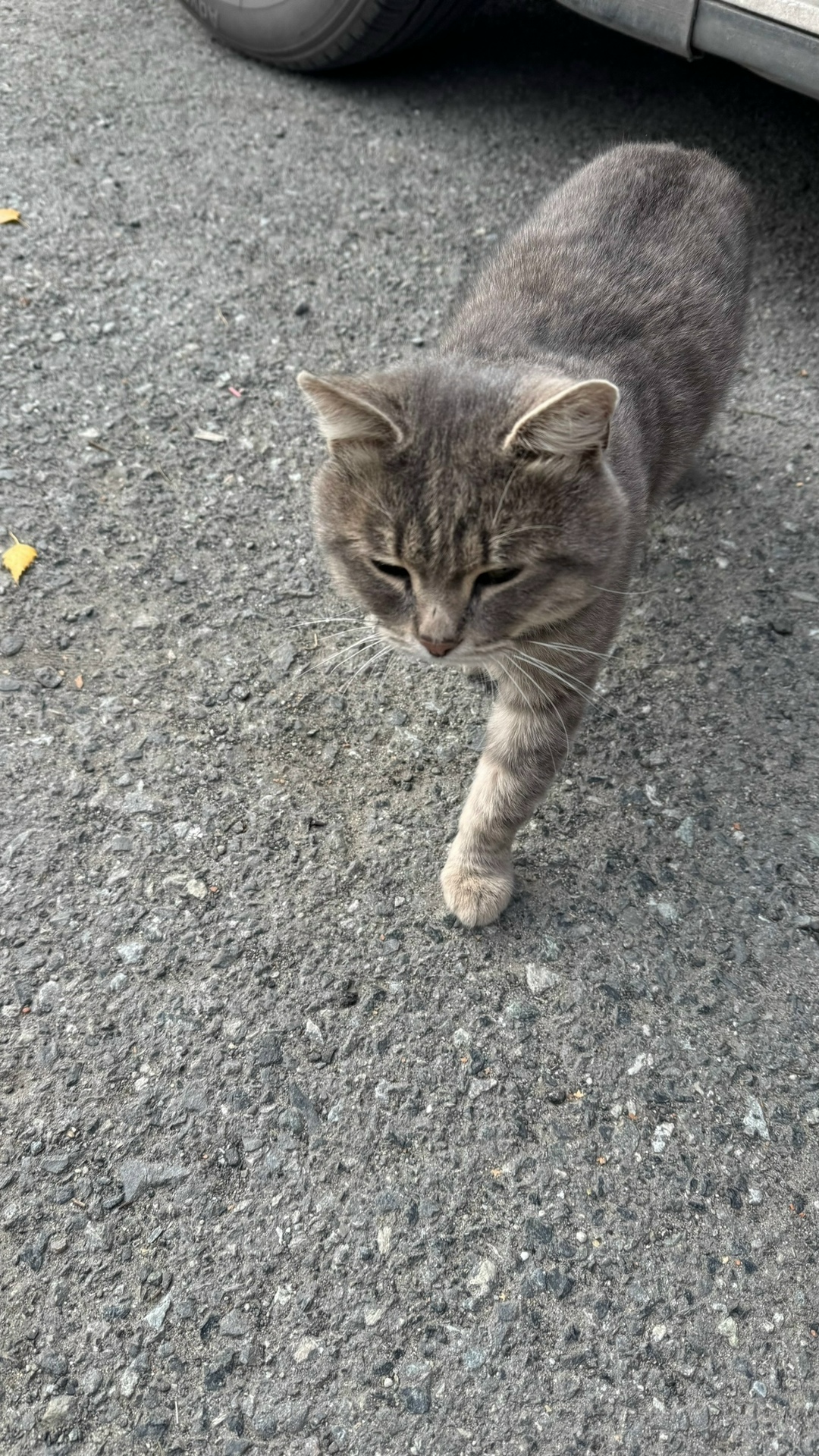 Найдена собака в Тюмени — фото объявления