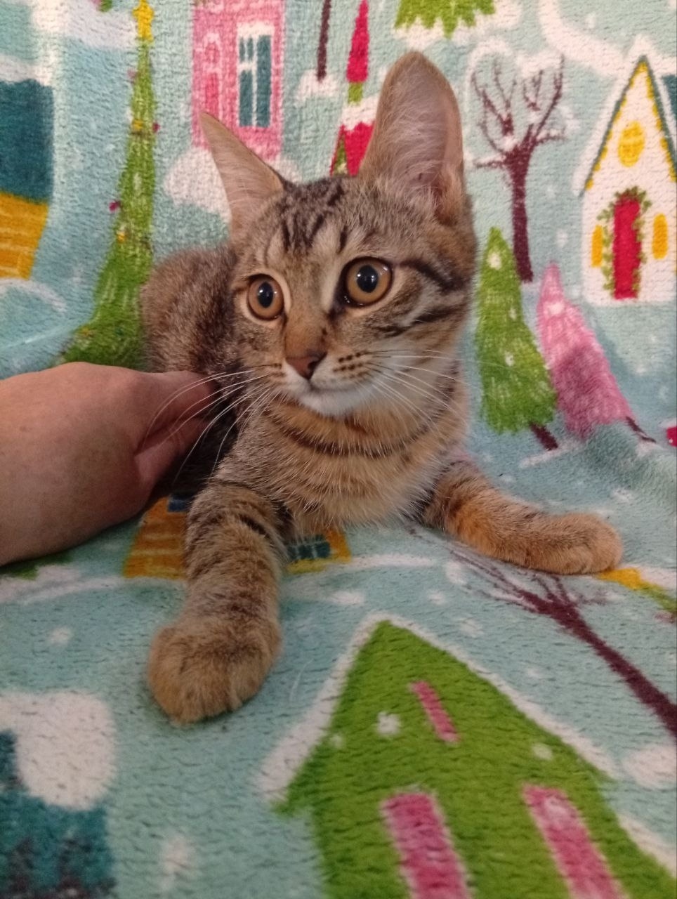 Найдена собака в Тюмени — фото объявления