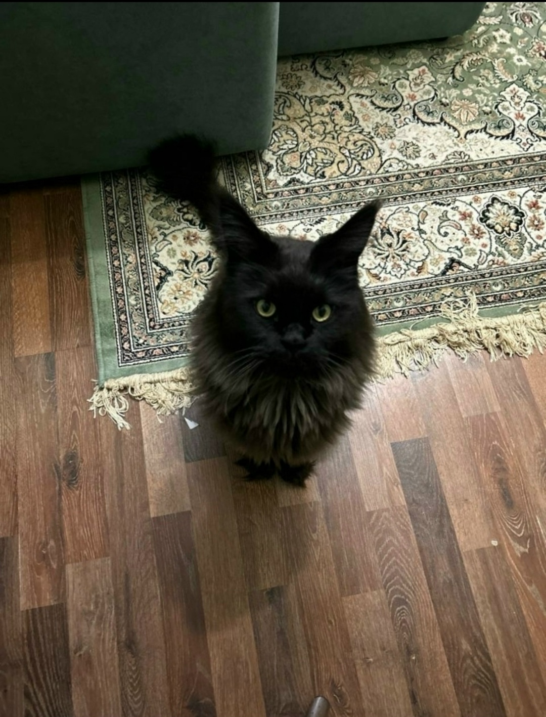 Пропала собака в Тюмени — фото объявления