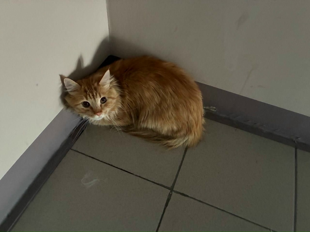 Найдена собака в Тюмени — фото объявления