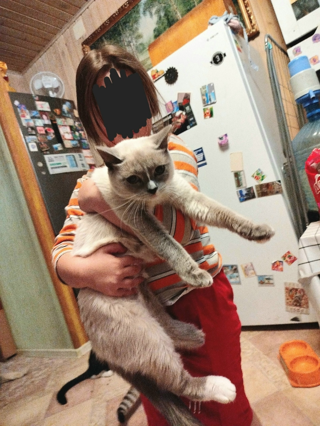 Найдена собака в Тюмени — фото объявления