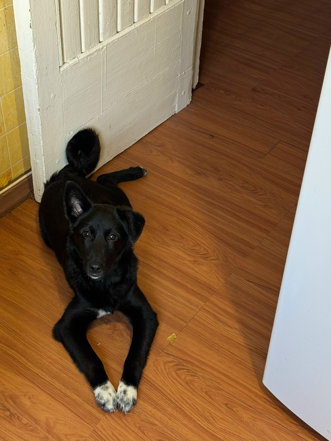 Найдена собака в Тюмени — фото объявления