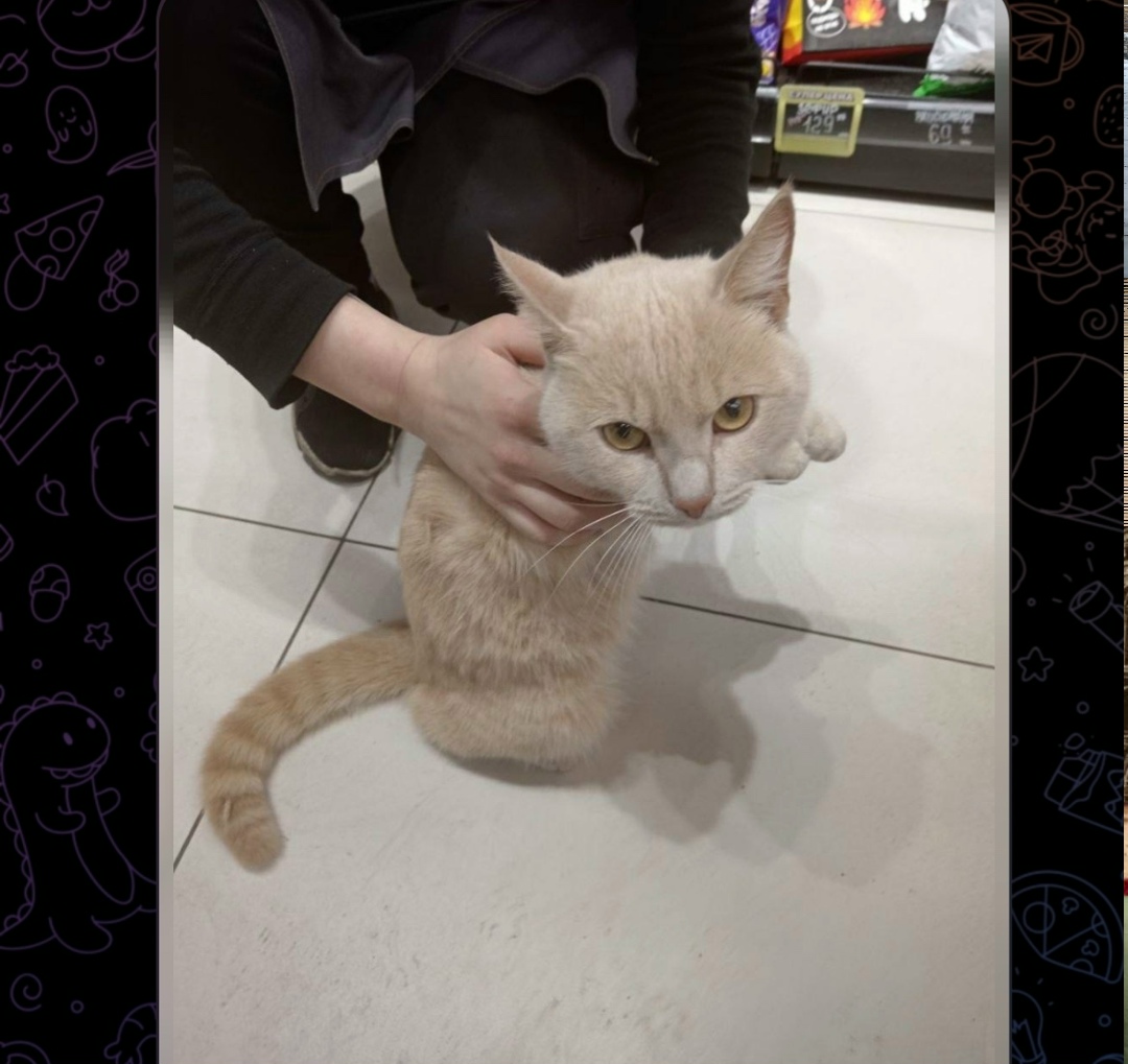 Найдена собака в Тюмени — фото объявления