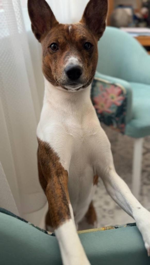 Пропала собака в Тюмени — фото объявления