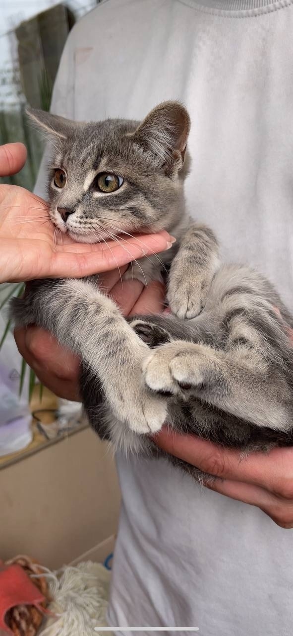 Найдена собака в Тюмени — фото объявления