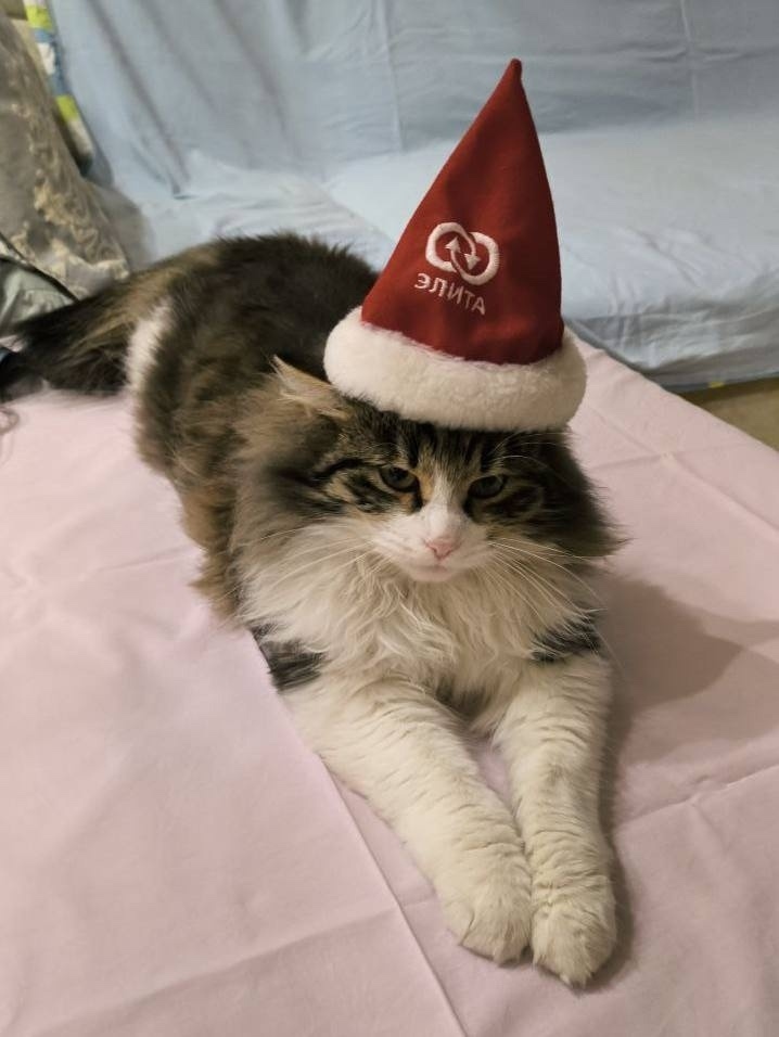 Найдена собака в Тюмени — фото объявления