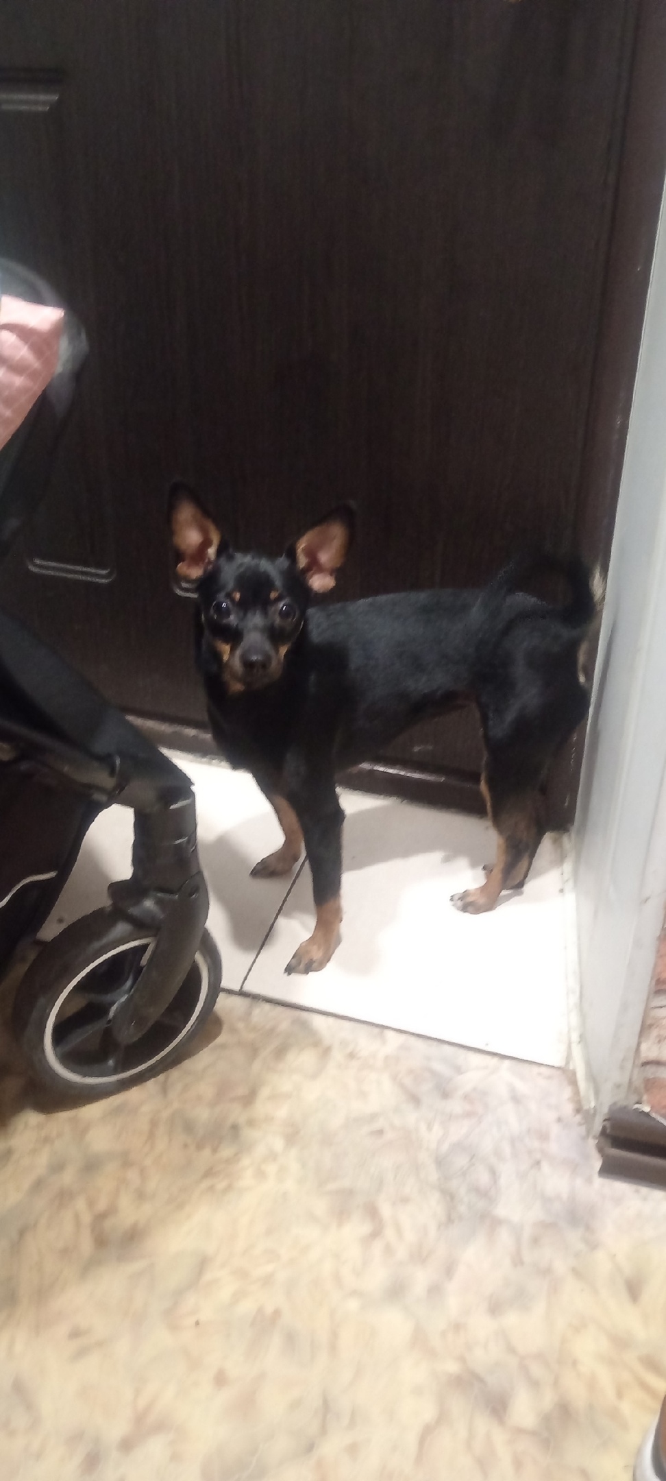 Найдена собака в Тюмени — фото объявления