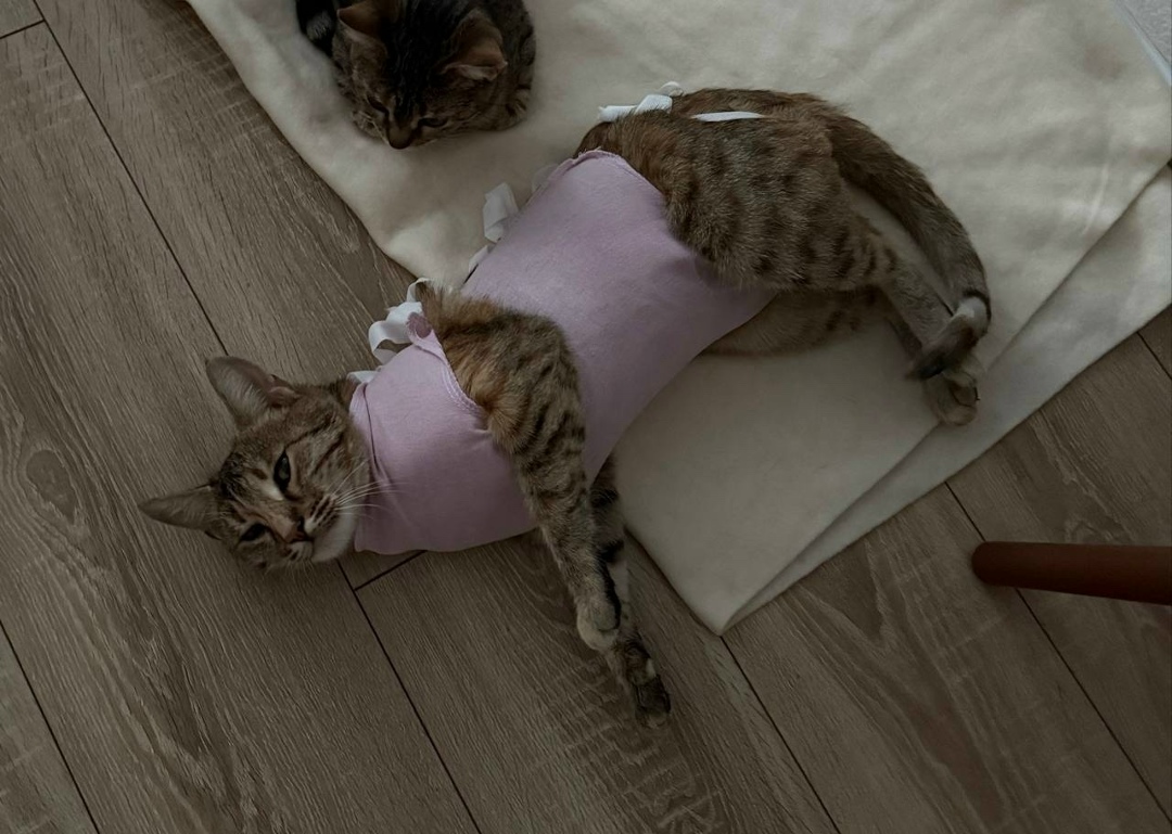 Найдена собака в Тюмени — фото объявления