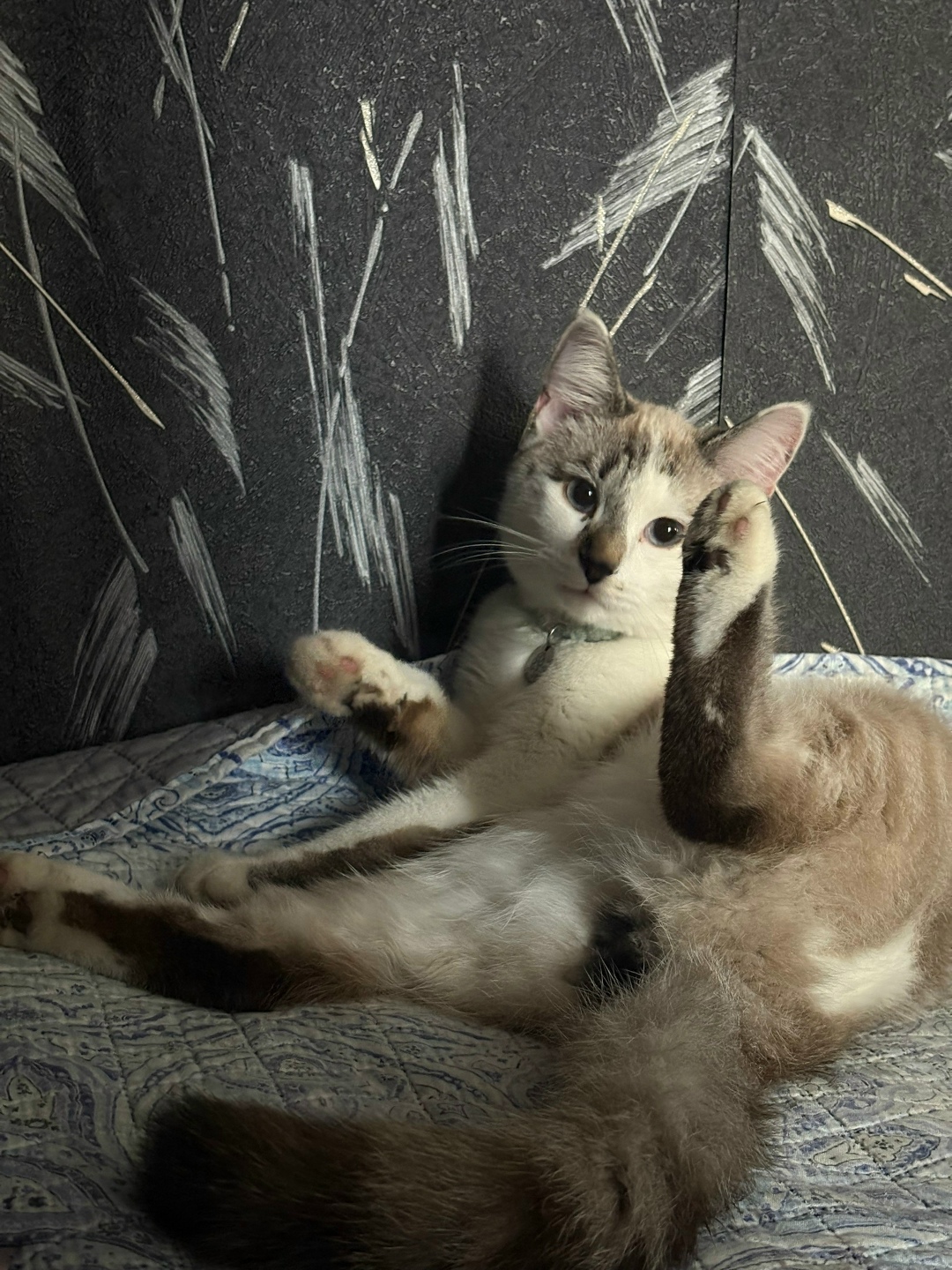 Найдена собака в Тюмени — фото объявления